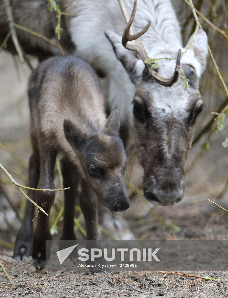 The Novosibirsk Zoo