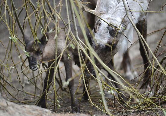 The Novosibirsk Zoo