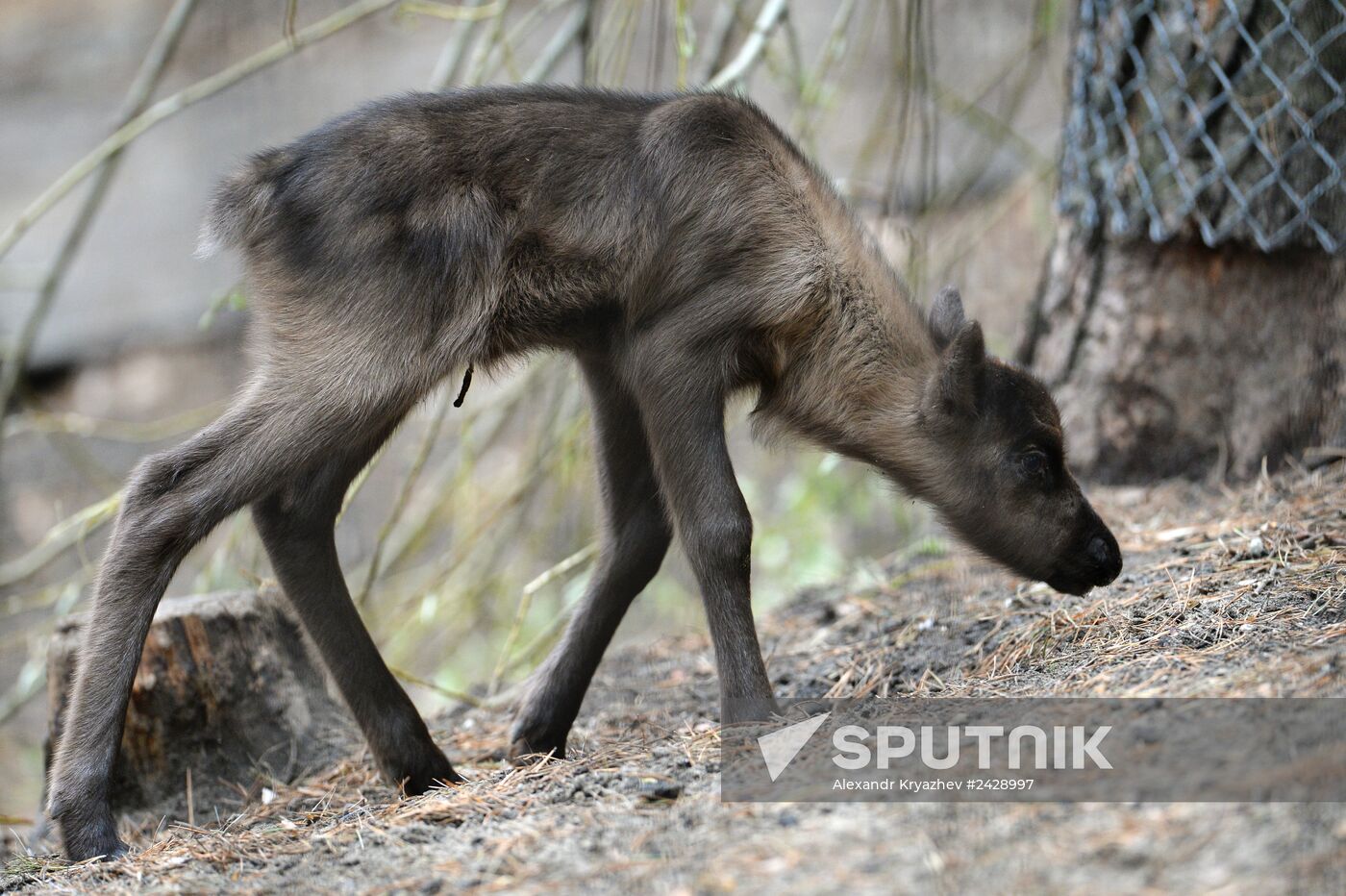 The Novosibirsk Zoo