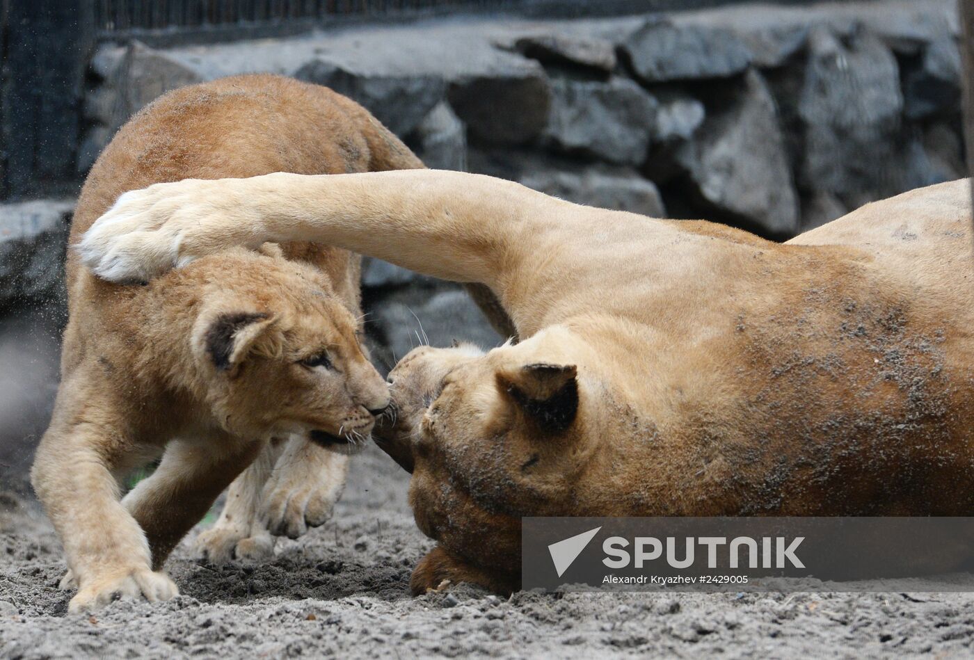 The Novosibirsk Zoo