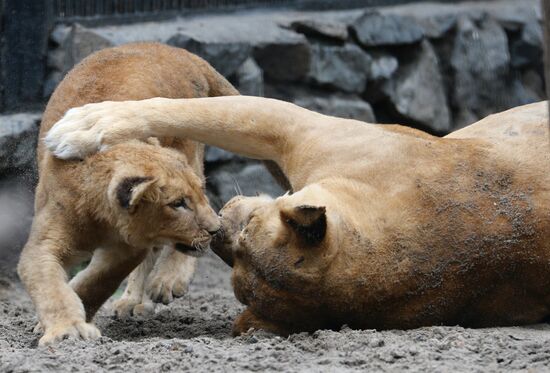 The Novosibirsk Zoo
