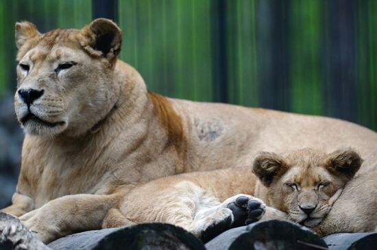 The Novosibirsk Zoo