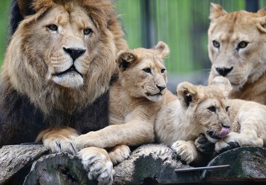 The Novosibirsk Zoo