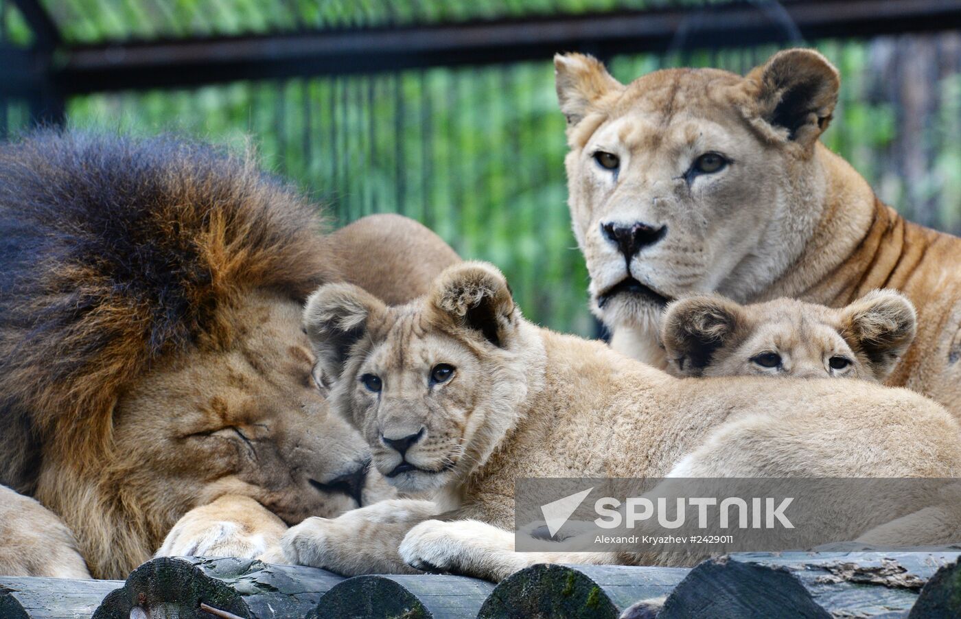 The Novosibirsk Zoo