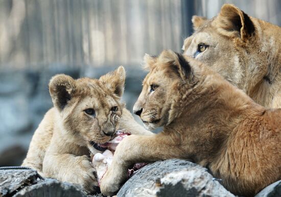 The Novosibirsk Zoo