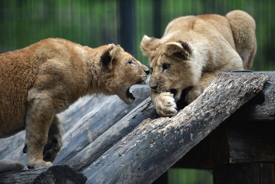 The Novosibirsk Zoo