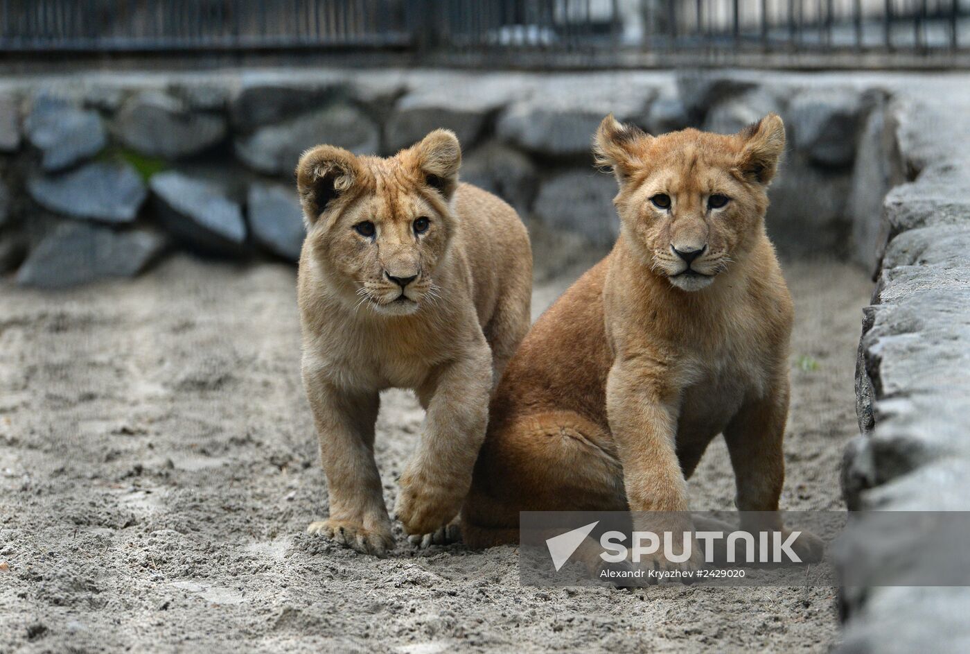 The Novosibirsk Zoo
