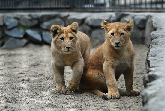 The Novosibirsk Zoo