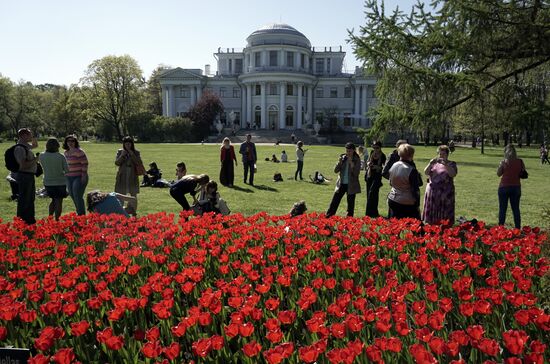 Tulip Festival in St Petersburg