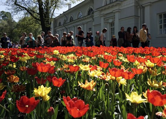 Tulip Festival in St Petersburg