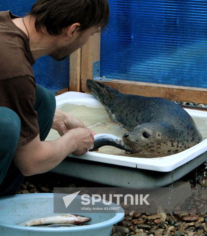 The Tyulen (Seal) marine mammal rehabilitation center in the Primorye Territory