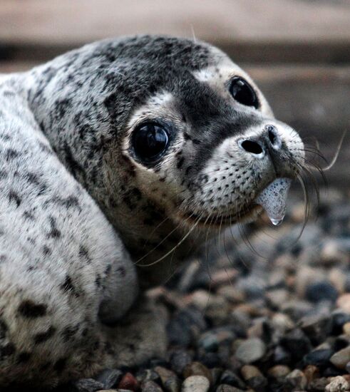 The Tyulen (Seal) marine mammal rehabilitation center in the Primorye Territory