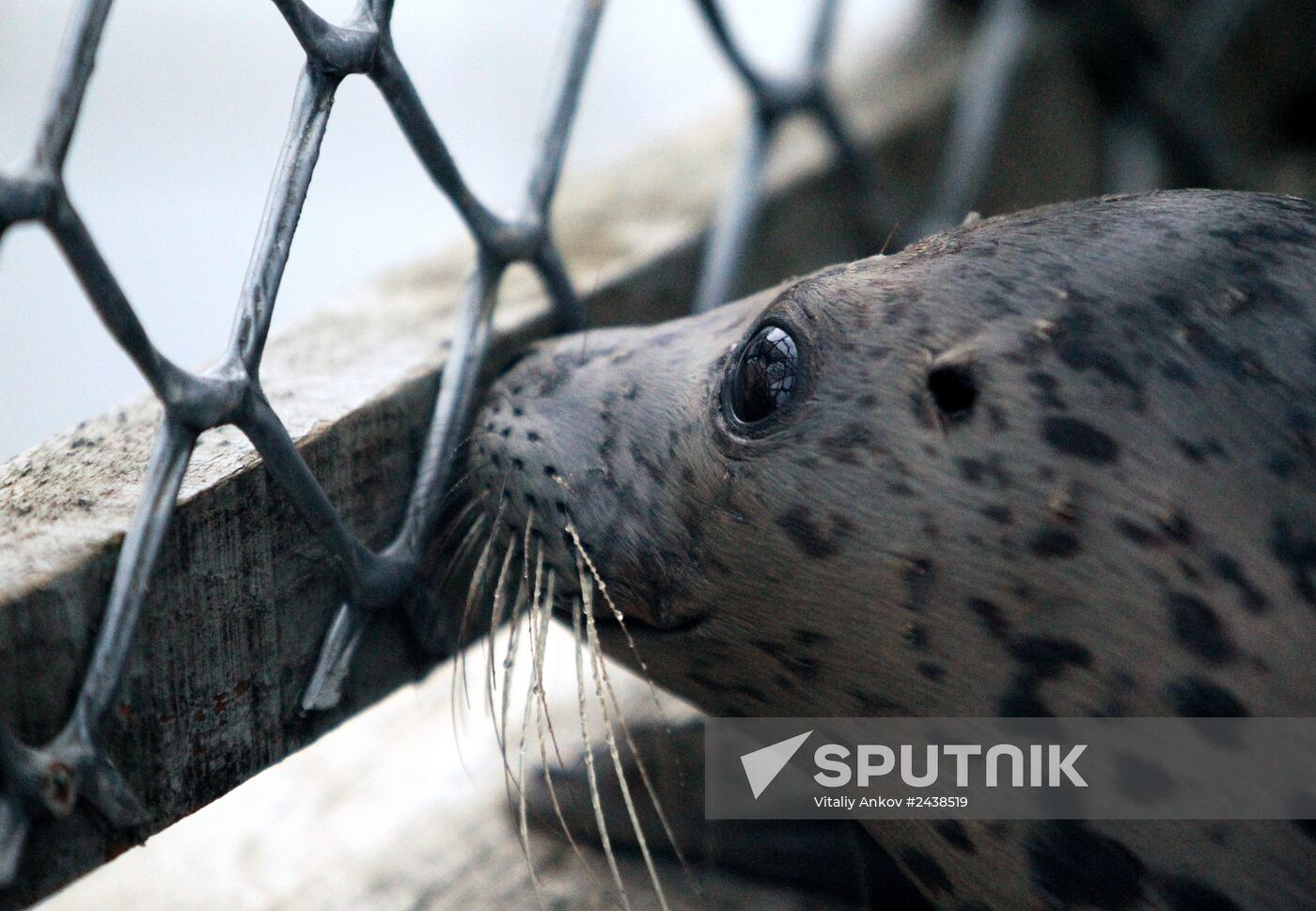 The Tyulen (Seal) marine mammal rehabilitation center in the Primorye Territory