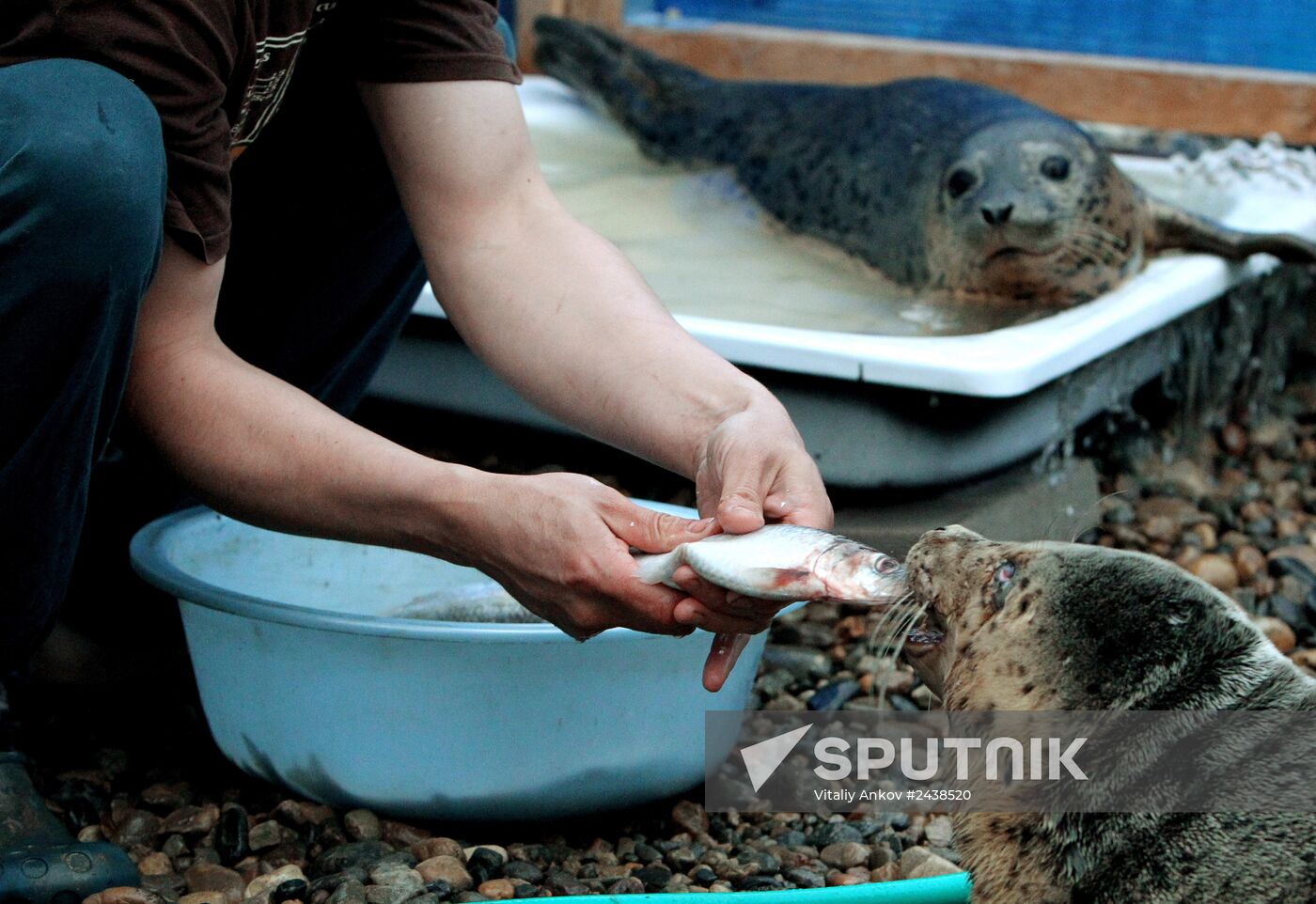 The Tyulen (Seal) marine mammal rehabilitation center in the Primorye Territory