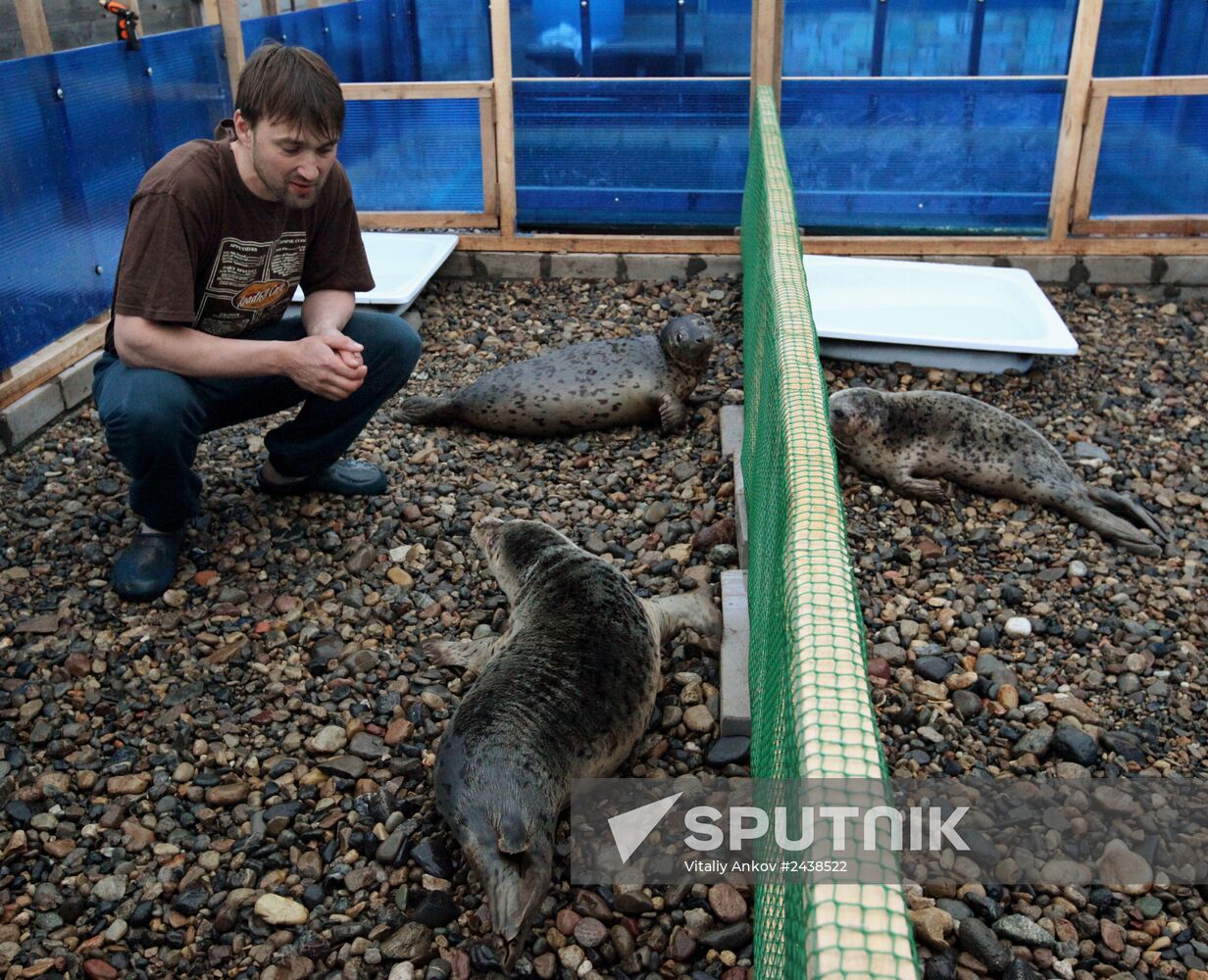 The Tyulen (Seal) marine mammal rehabilitation center in the Primorye Territory