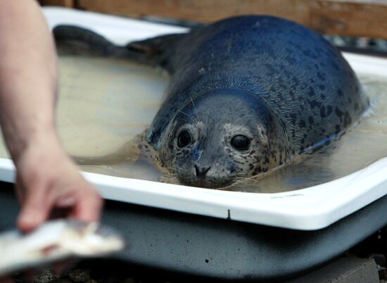 The Tyulen (Seal) marine mammal rehabilitation center in the Primorye Territory