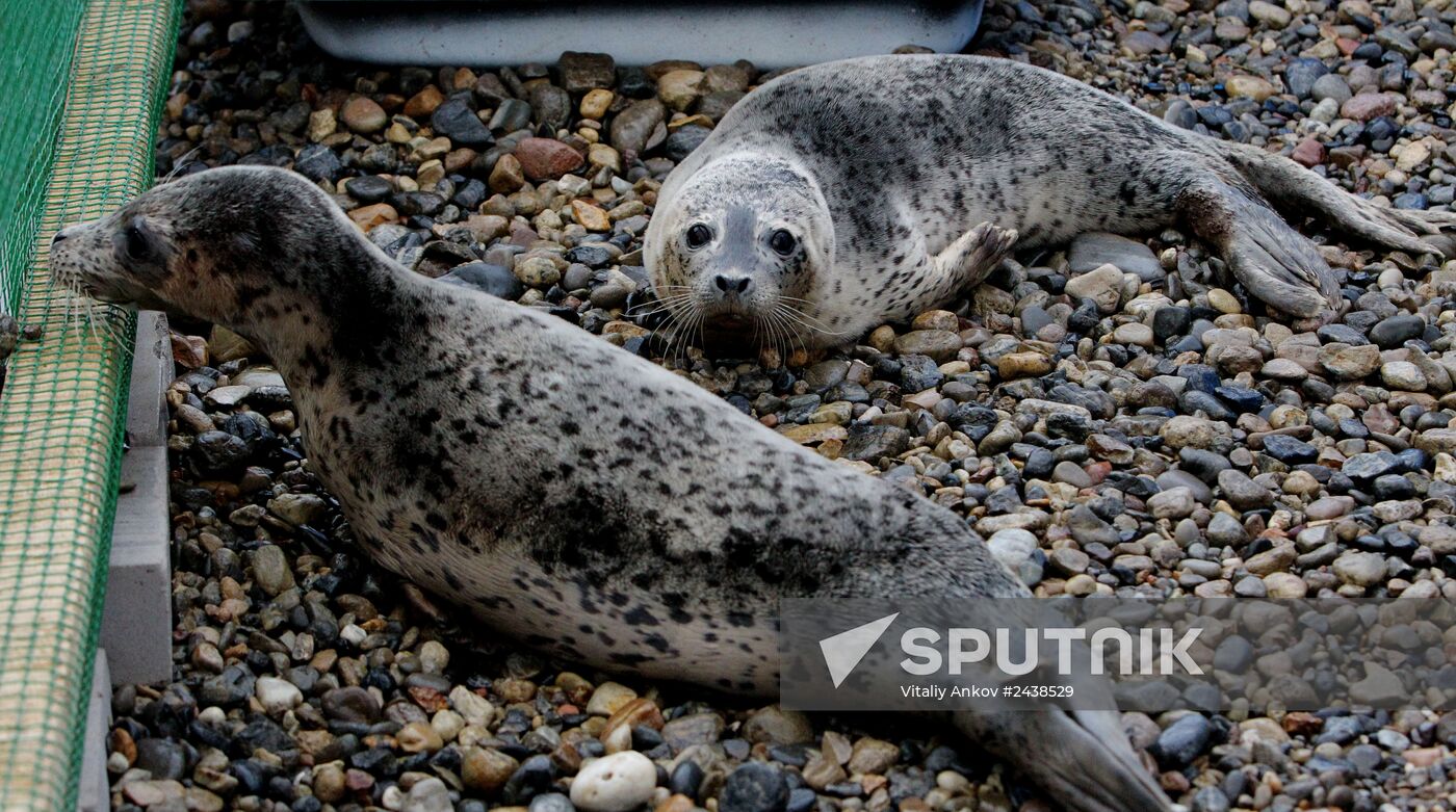 The Tyulen (Seal) marine mammal rehabilitation center in the Primorye Territory