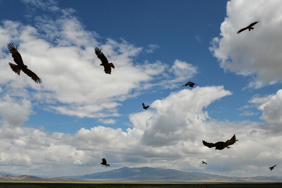 Life of shepherds in Altai Republic