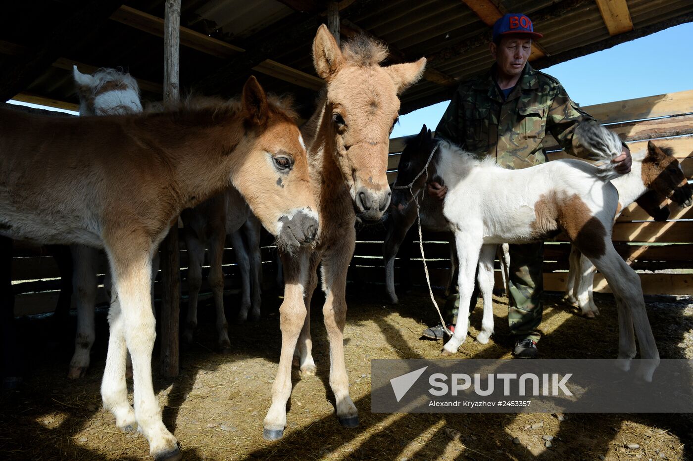 Life of shepherds in Altai Republic