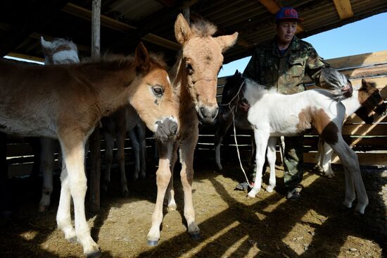 Life of shepherds in Altai Republic