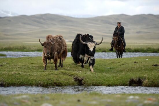 Life of shepherds in Altai Republic