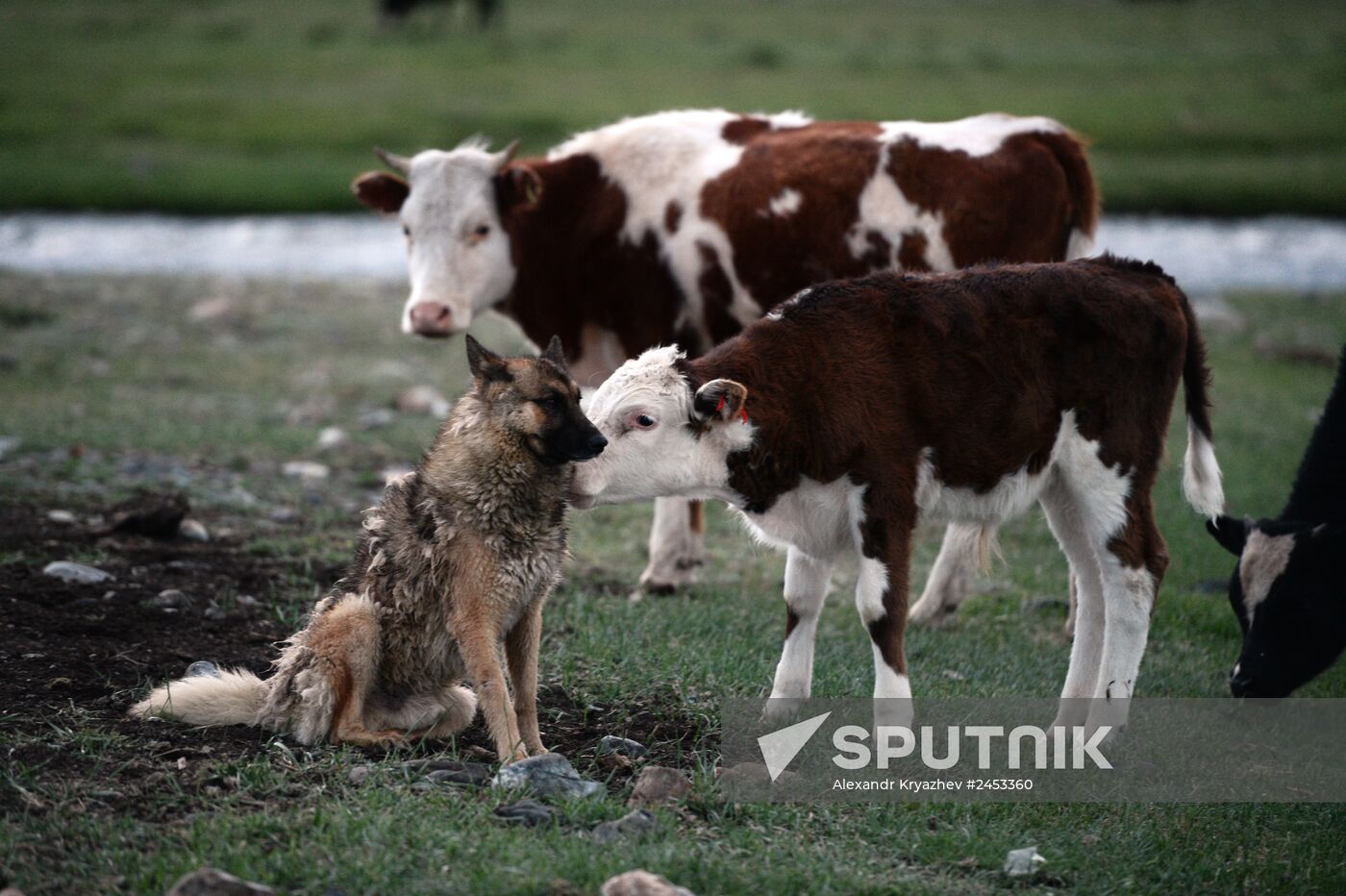 Life of shepherds in Altai Republic