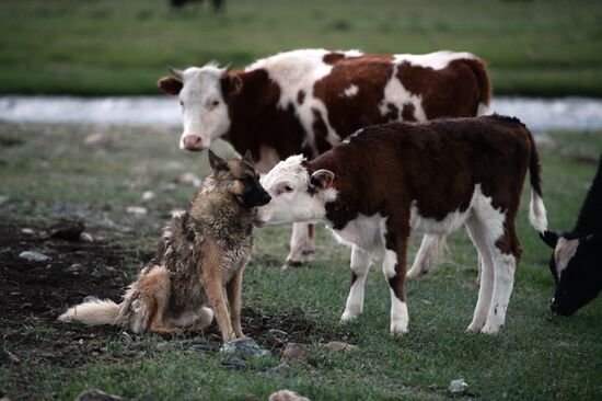 Life of shepherds in Altai Republic