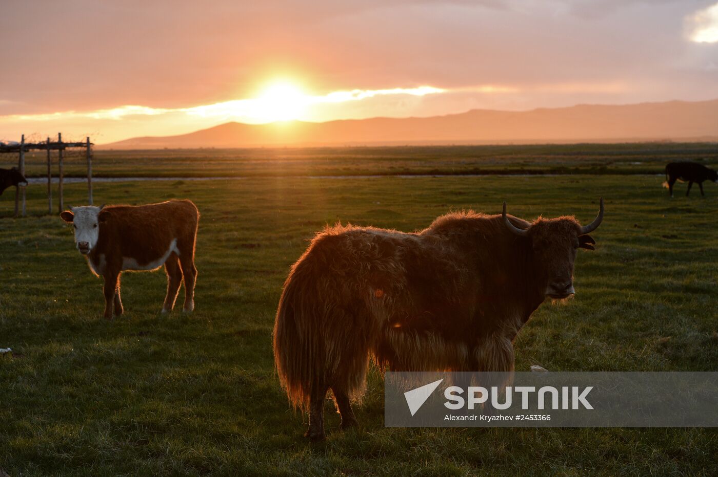Life of shepherds in Altai Republic