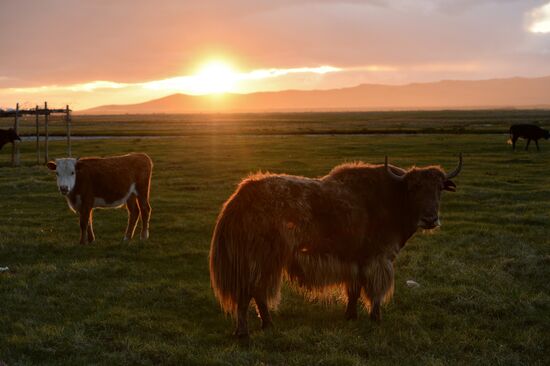 Life of shepherds in Altai Republic