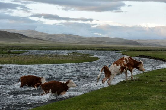 Life of shepherds in the Altai Republic