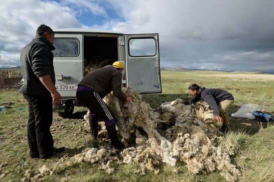 Life of shepherds in the Altai Republic