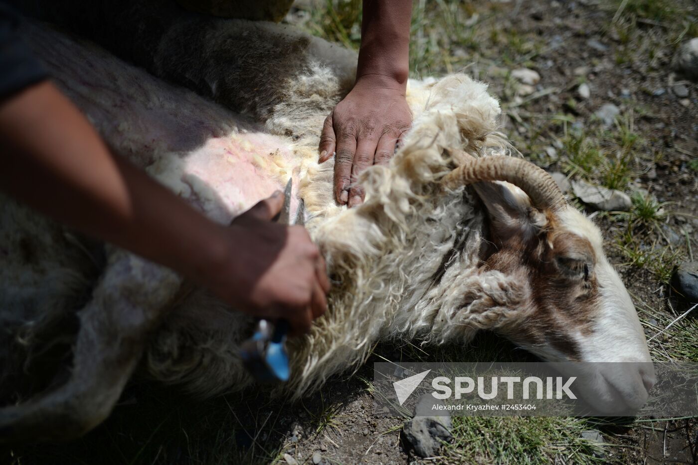 Life of shepherds in the Altai Republic