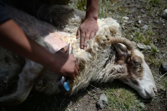 Life of shepherds in the Altai Republic