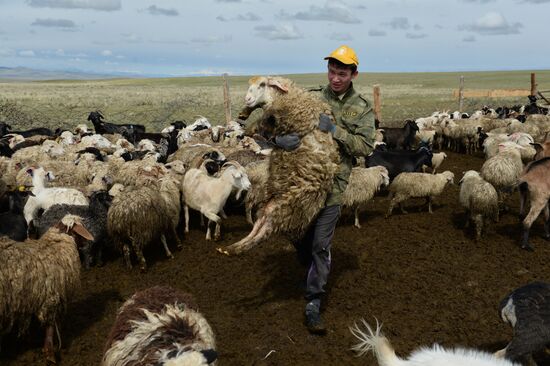 Life of shepherds in the Altai Republic