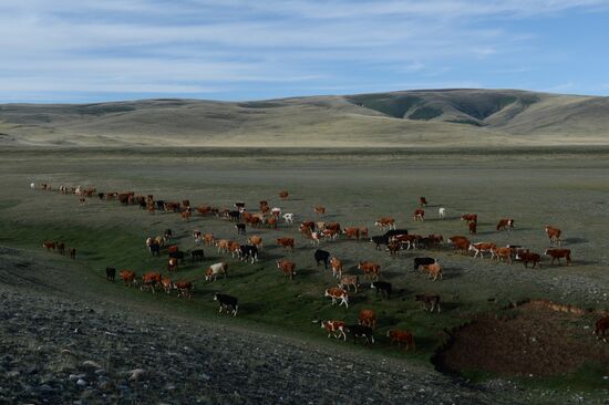 Life of shepherds in the Altai Republic