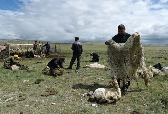 Life of shepherds in the Altai Republic