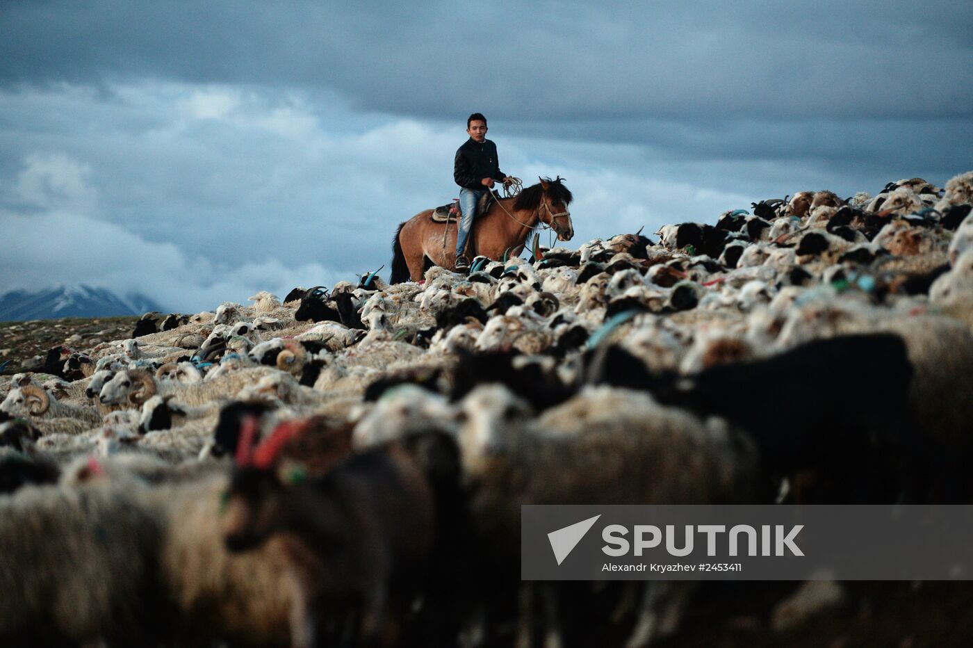 Life of shepherds in the Altai Republic