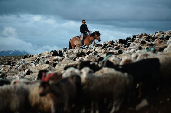 Life of shepherds in the Altai Republic