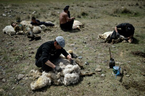 Life of shepherds in the Altai Republic