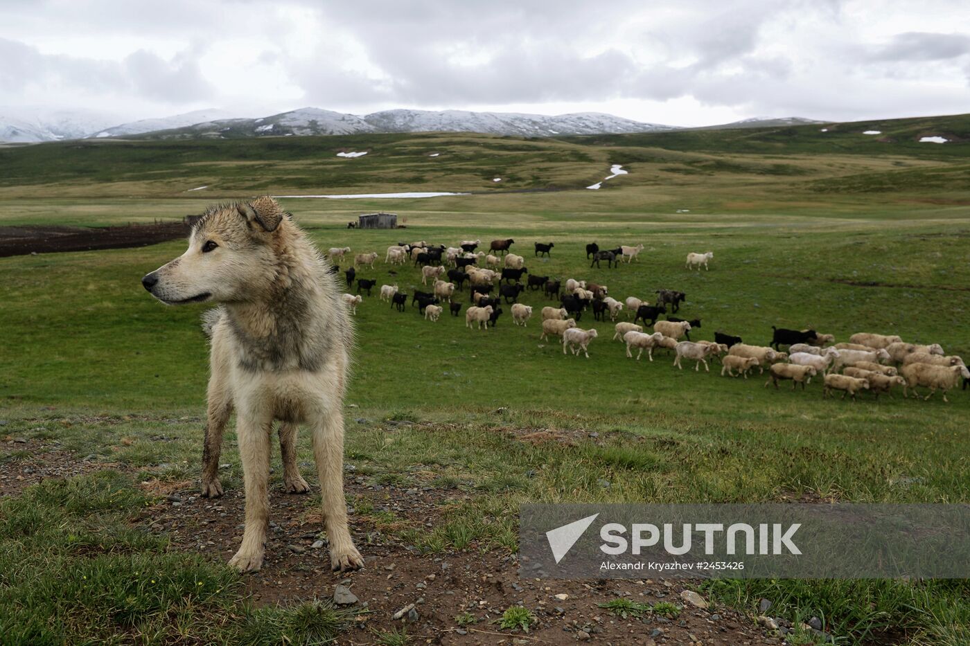 Life of shepherds in the Altai Republic