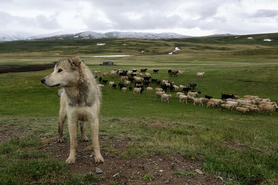 Life of shepherds in the Altai Republic