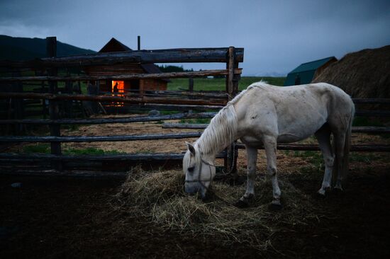 Life of shepherds in the Altai Republic