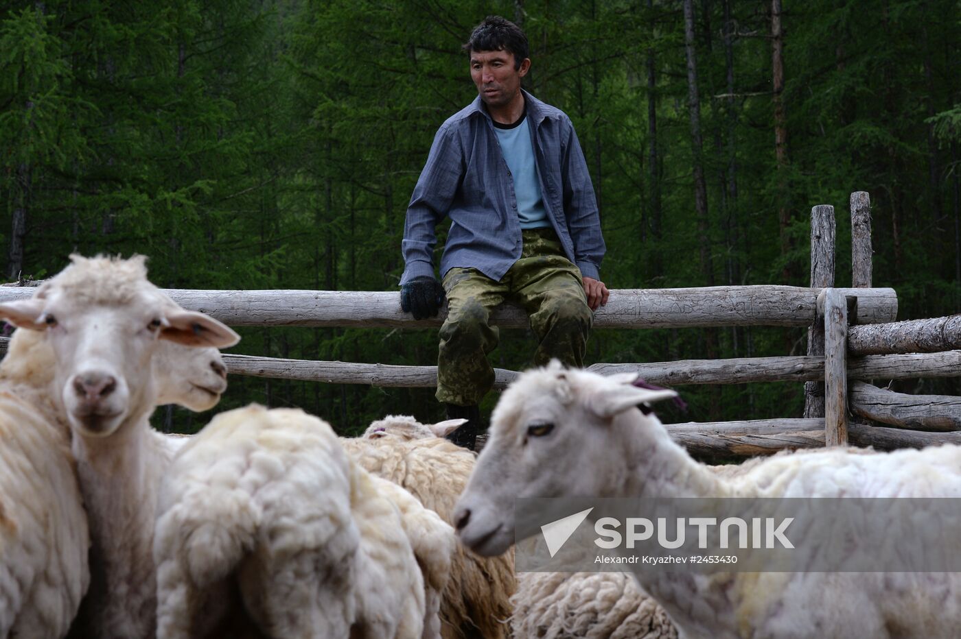 Life of shepherds in the Altai Republic