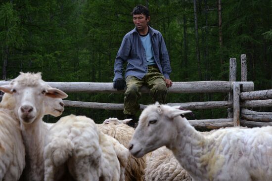 Life of shepherds in the Altai Republic