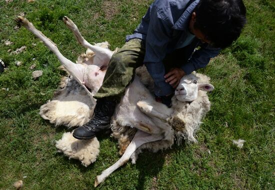 Life of shepherds in Altai Republic