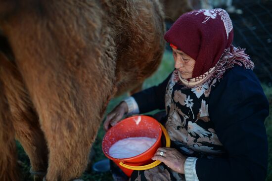 Life of shepherds in the Altai Republic