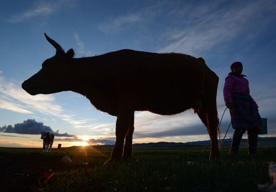 Life of shepherds in the Altai Republic