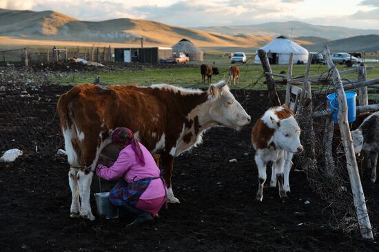 Life of shepherds in the Altai Republic