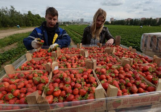 Harvesting strawberries at Lenin State Farm company