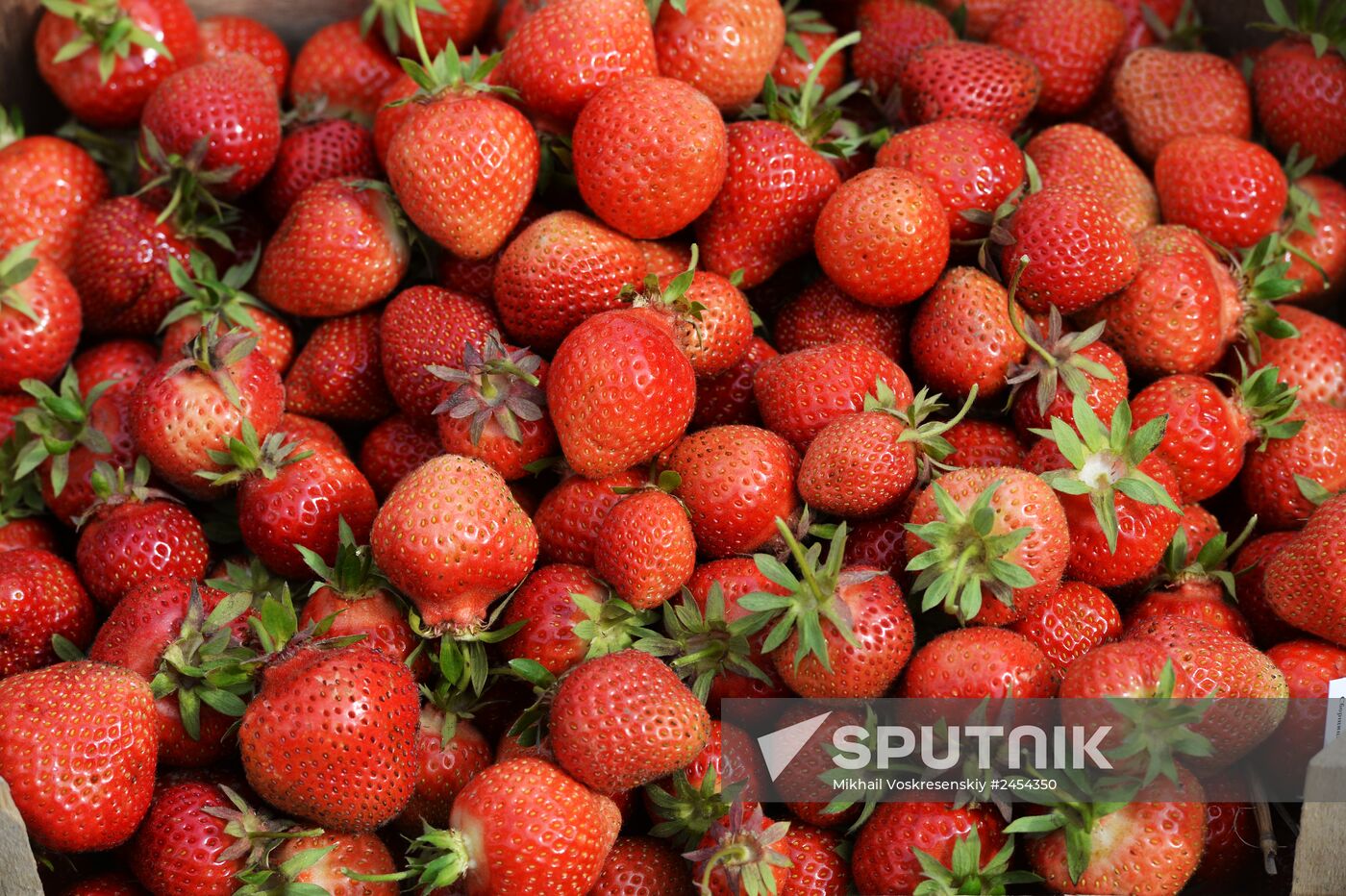 Harvesting strawberries at Lenin State Farm company